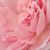 Różowy  - Róża wielkokwiatowa - Hybrid Tea - Violina®